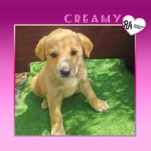 CREAMY, Hund, Mischlingshund in Griechenland
