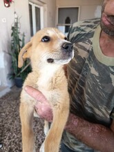 CREAMY, Hund, Mischlingshund in Griechenland - Bild 10