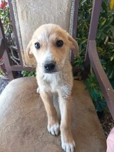 CREAMY, Hund, Mischlingshund in Griechenland - Bild 11