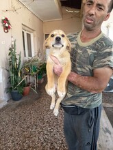 CREAMY, Hund, Mischlingshund in Griechenland - Bild 12