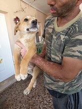 CREAMY, Hund, Mischlingshund in Griechenland - Bild 13