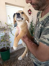 CREAMY, Hund, Mischlingshund in Griechenland - Bild 14