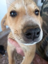 CREAMY, Hund, Mischlingshund in Griechenland - Bild 15