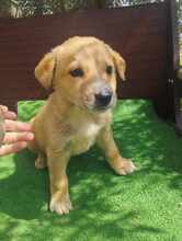 CREAMY, Hund, Mischlingshund in Griechenland - Bild 3
