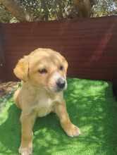 CREAMY, Hund, Mischlingshund in Griechenland - Bild 4