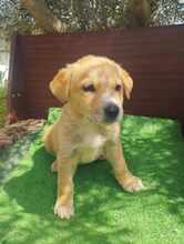 CREAMY, Hund, Mischlingshund in Griechenland - Bild 5