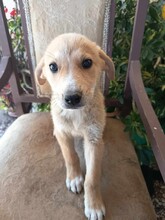 CREAMY, Hund, Mischlingshund in Griechenland - Bild 6