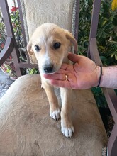 CREAMY, Hund, Mischlingshund in Griechenland - Bild 7