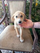 CREAMY, Hund, Mischlingshund in Griechenland - Bild 8
