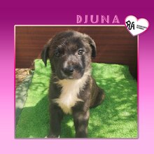 DJUNA, Hund, Mischlingshund in Griechenland