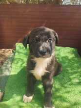DJUNA, Hund, Mischlingshund in Griechenland - Bild 4