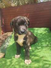 DJUNA, Hund, Mischlingshund in Griechenland - Bild 5