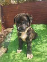 DJUNA, Hund, Mischlingshund in Griechenland - Bild 7