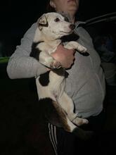 ELINA, Hund, Mischlingshund in Rumänien - Bild 2