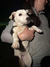 ELINA, Hund, Mischlingshund in Rumänien - Bild 3