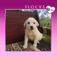 FLOCKE, Hund, Mischlingshund in Griechenland