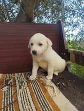 FLOCKE, Hund, Mischlingshund in Griechenland - Bild 4
