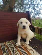 FLOCKE, Hund, Mischlingshund in Griechenland - Bild 5