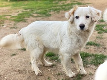 PILOT, Hund, Mischlingshund in Griechenland - Bild 1