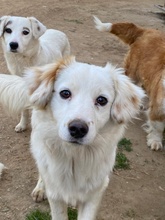PILOT, Hund, Mischlingshund in Griechenland - Bild 11