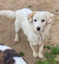 PILOT, Hund, Mischlingshund in Griechenland - Bild 5