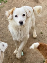 PILOT, Hund, Mischlingshund in Griechenland - Bild 7