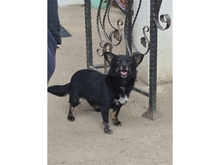 MONA, Hund, Mischlingshund in Rumänien - Bild 1