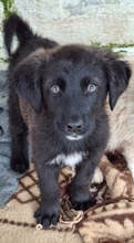 AREX, Hund, Mischlingshund in Griechenland - Bild 1