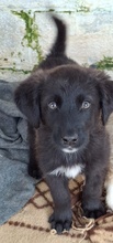 AREX, Hund, Mischlingshund in Griechenland - Bild 2