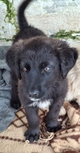 AREX, Hund, Mischlingshund in Griechenland - Bild 3