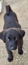 AREX, Hund, Mischlingshund in Griechenland - Bild 4