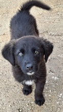 AREX, Hund, Mischlingshund in Griechenland - Bild 5