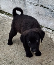 AREX, Hund, Mischlingshund in Griechenland - Bild 6