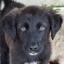 AREX, Hund, Mischlingshund in Griechenland - Bild 7