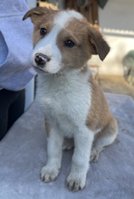 BENJI, Hund, Mischlingshund in Griechenland - Bild 11