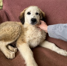 BAKIS, Hund, Mischlingshund in Griechenland - Bild 1