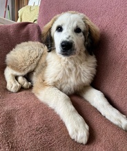 BAKIS, Hund, Mischlingshund in Griechenland - Bild 11