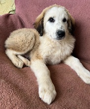 BAKIS, Hund, Mischlingshund in Griechenland - Bild 2