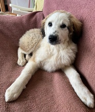 BAKIS, Hund, Mischlingshund in Griechenland - Bild 4