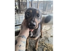 AIVY, Hund, Mischlingshund in Rumänien - Bild 1