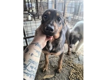 AIVY, Hund, Mischlingshund in Rumänien - Bild 2