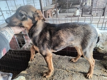 AIVY, Hund, Mischlingshund in Rumänien - Bild 3