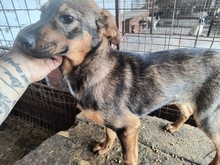 AIVY, Hund, Mischlingshund in Rumänien - Bild 4