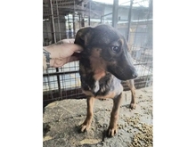 AIVY, Hund, Mischlingshund in Rumänien - Bild 5