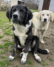 NORBO, Hund, Mischlingshund in Griechenland - Bild 1