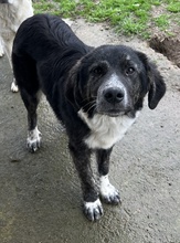 NORBO, Hund, Mischlingshund in Griechenland - Bild 13