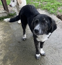 NORBO, Hund, Mischlingshund in Griechenland - Bild 14