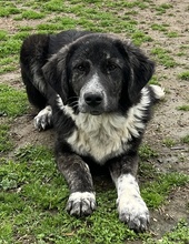 NORBO, Hund, Mischlingshund in Griechenland - Bild 15