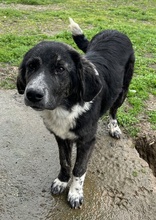 NORBO, Hund, Mischlingshund in Griechenland - Bild 16
