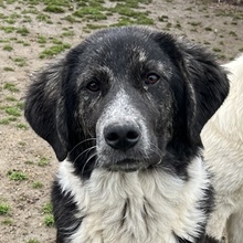 NORBO, Hund, Mischlingshund in Griechenland - Bild 17